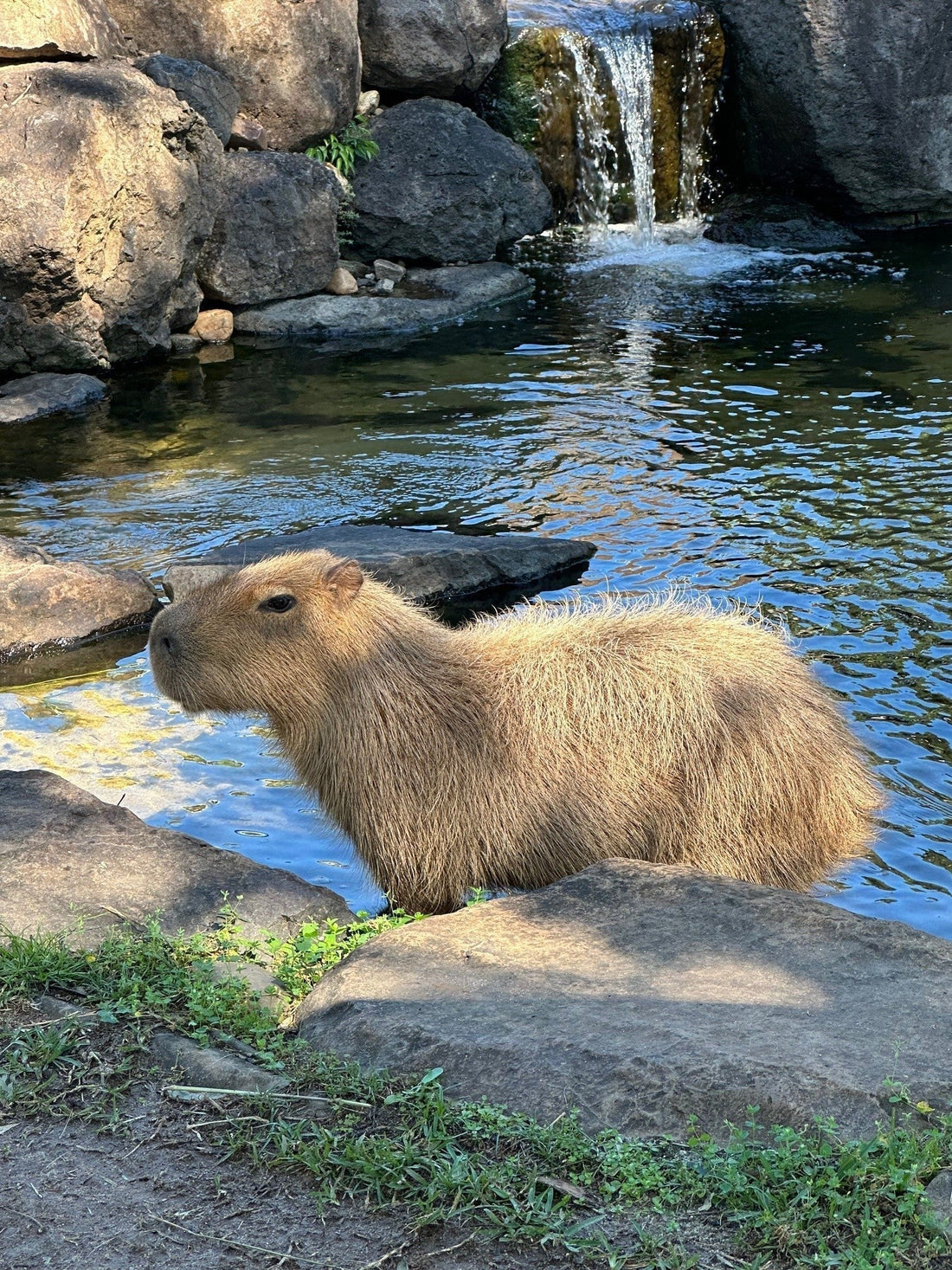 Cute capybara the world's largest rodent