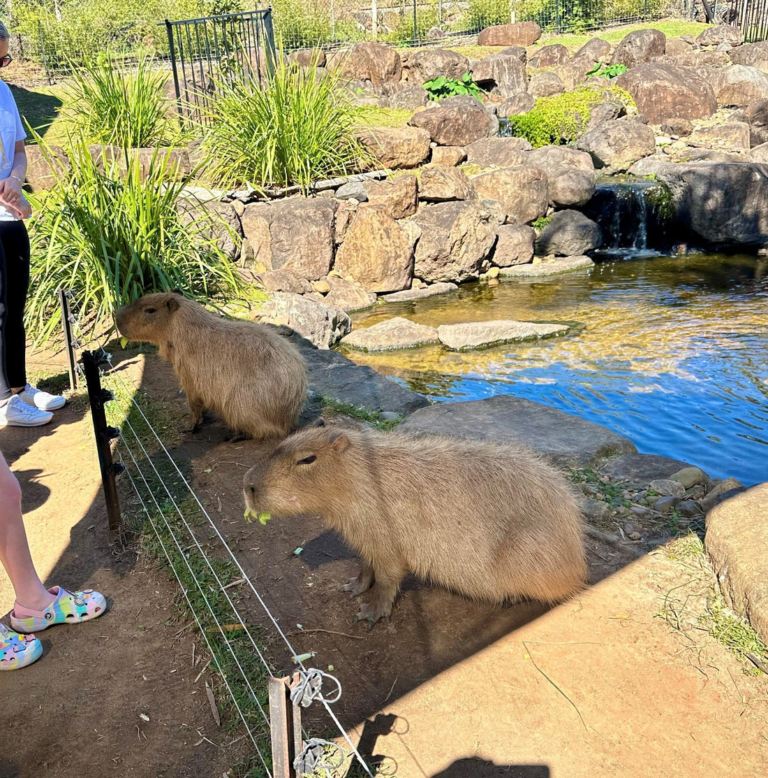 Real capybara at an Australian zoo or wildlife park